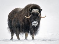 musk-ox-03.jpg