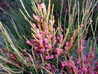 Ephedra_fragilis_1.jpg