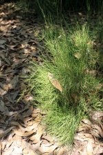 Ephedra_nebrodensis_Jardín_botánico_de_Valencia_02.JPG