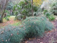 Ephedra_altissima_—_Leonora_Enking_001.jpg