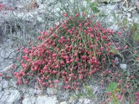 Ephedra_distachya_(with_cones)_2011_1.jpg