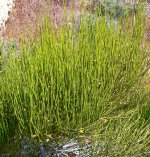 Ephedra_viridis_2.jpg