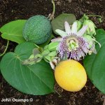 Passiflora_ligularis_Juss-2.jpg