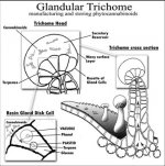 trichomes.jpg